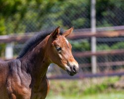 dressage horse Fabina (Westphalian, 2021, from Fünf Sterne Royal)