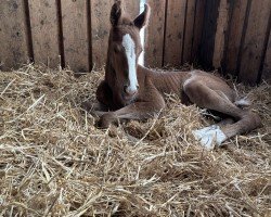 foal by Viva de Malifey (Bavarian, 2025, from Vivamor)