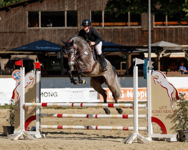 jumper Catalina Island (Holsteiner, 2020, from Catch)