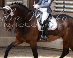 dressage horse Beau Boston Time (Rhinelander, 2012, from Boston)