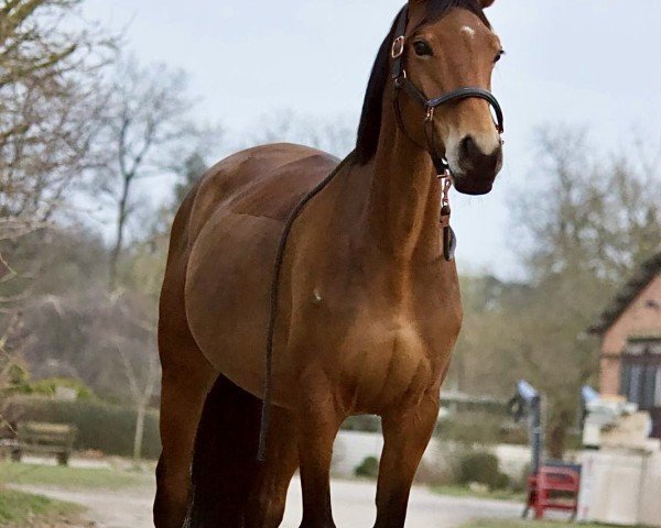 jumper Heidekristall (Trakehner, 2020)