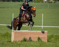 jumper Cartino 14 (Westphalian, 2010, from Cordato)