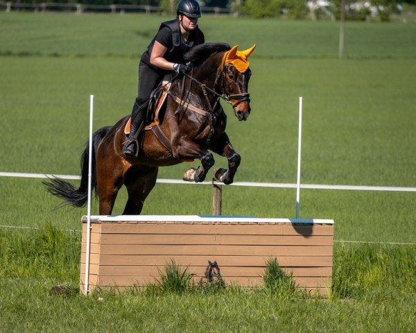 jumper Cartino 14 (Westphalian, 2010, from Cordato)