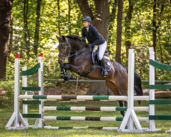 jumper Miss Melody W (German Sport Horse, 2019, from Macho 114)