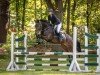 jumper Miss Melody W (German Sport Horse, 2019, from Macho 114)