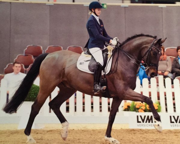 dressage horse Dandy 472 (Hanoverian, 2007, from Diamond Hit)