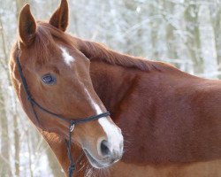 dressage horse Showtime 76 (Hanoverian, 2008, from St. Moritz)