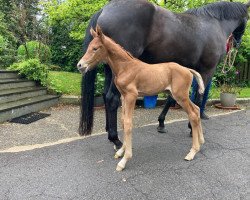 dressage horse Dynamic Fox G (Hanoverian, 2021, from Dynamic Dream)