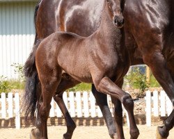 dressage horse Fendi B (Oldenburg, 2021, from Finest)