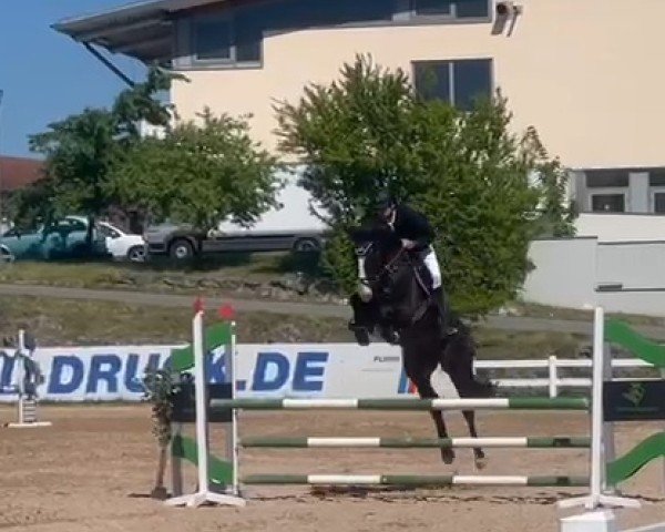 jumper Cora Fly Me (Austrian Warmblood, 2020, from Stakkato Gold)
