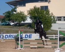 jumper Cora Fly Me (Austrian Warmblood, 2020, from Stakkato Gold)