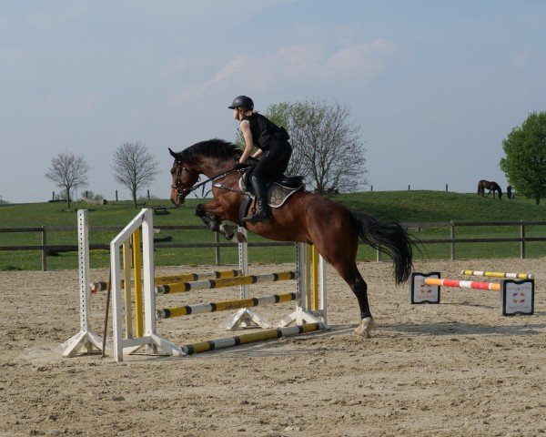 Springpferd Lightfire K (Hannoveraner, 2016, von Light my Fire)