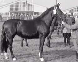 Zuchtstute Maibowle (Hessisches Warmblut,  , von Xenophon)