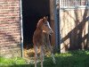 dressage horse Damira'S (German Riding Pony, 2020, from Dating At NRW)