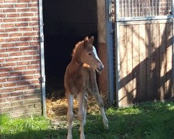 Dressurpferd Damira'S (Deutsches Reitpony, 2020, von Dating At NRW)