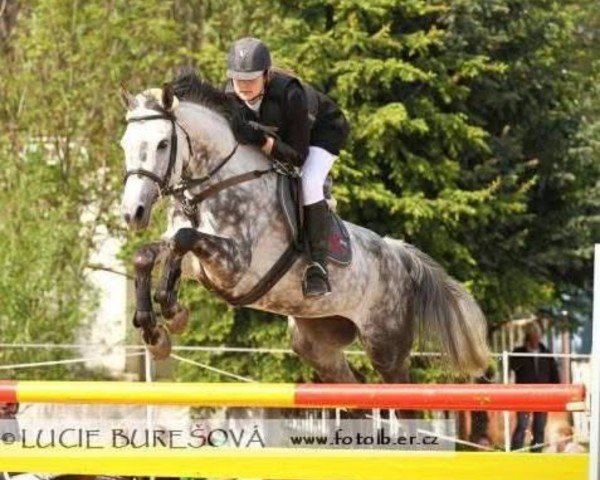 Springpferd Catrey (Tschechisches Warmblut, 2005, von Calanthano)