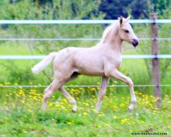 broodmare Grace'S (German Riding Pony, 2020, from Genscher)