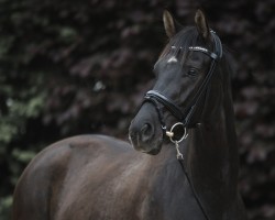Dressurpferd Vaiana 17 (Deutsches Sportpferd, 2018, von Blue Hors Veneziano)