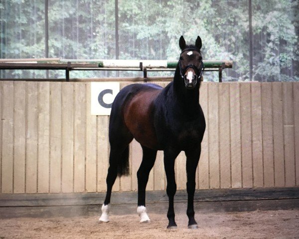 broodmare Aktiva (Bavarian, 1996, from Accarat)