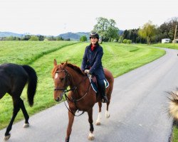 broodmare Nesta Prova (Belgian Warmblood, 2013, from Billy Congo)