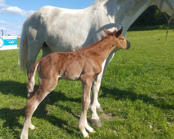 foal by Asti Spumante (Westphalian, 2025, from Arcassio)