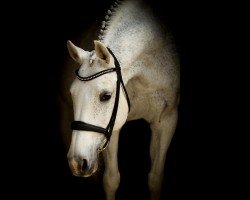 Dressurpferd Wida 3 (KWPN (Niederländisches Warmblut), 2003, von Donnels)