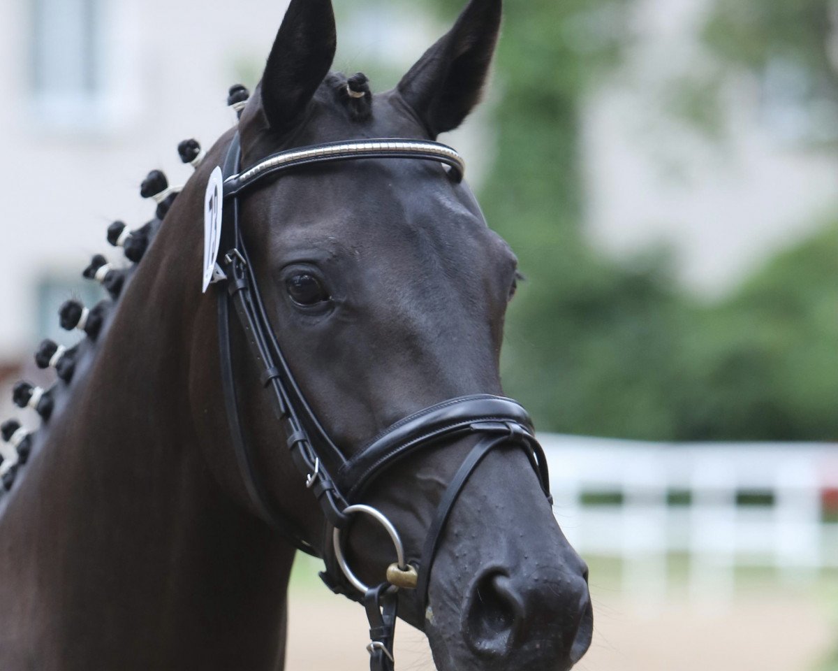 broodmare Belle Epoque (Oldenburg, 2014, from Ampère)