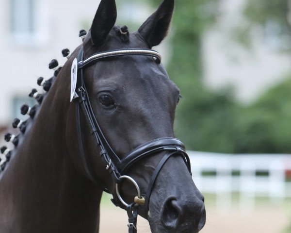 broodmare Belle Epoque (Oldenburg, 2014, from Ampère)