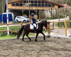 dressage horse Day of Silence (German Riding Pony, 2005, from Day of Whisper)