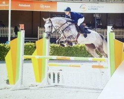 jumper Jet de Diablo (KWPN (Royal Dutch Sporthorse), 2014, from Don Diablo HX)