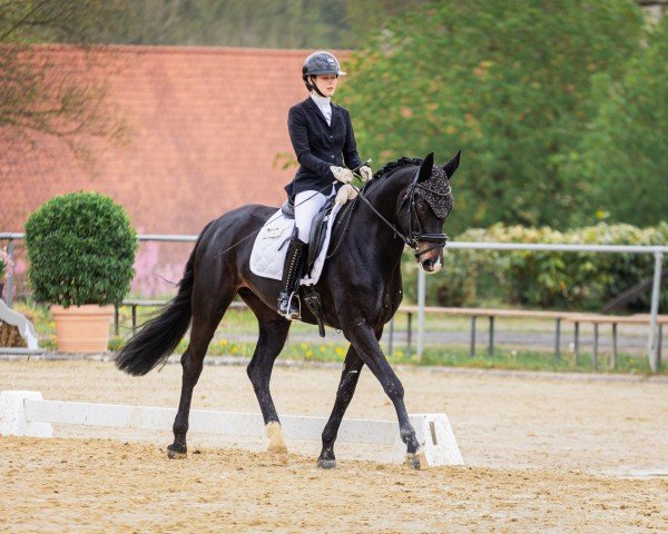 Zuchtstute Famous Lady (Westfale, 2016, von Franziskus FRH)