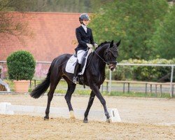 broodmare Famous Lady (Westphalian, 2016, from Franziskus FRH)