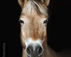 broodmare Lara (Fjord Horse, 1997, from Kvest Halsnæs)