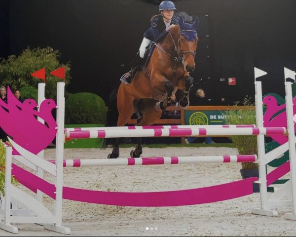 Springpferd Lord Loki MW (Westfale, 2018, von Lord Pezi Junior)