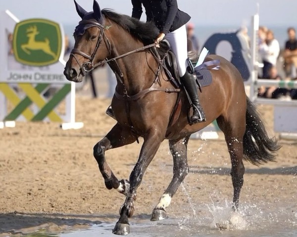 jumper Beaudine Z (Zangersheide riding horse, 2018, from Balou du Rouet)