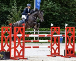 Springpferd Mybella (KWPN (Niederländisches Warmblut), 2017, von Cornet Obolensky)