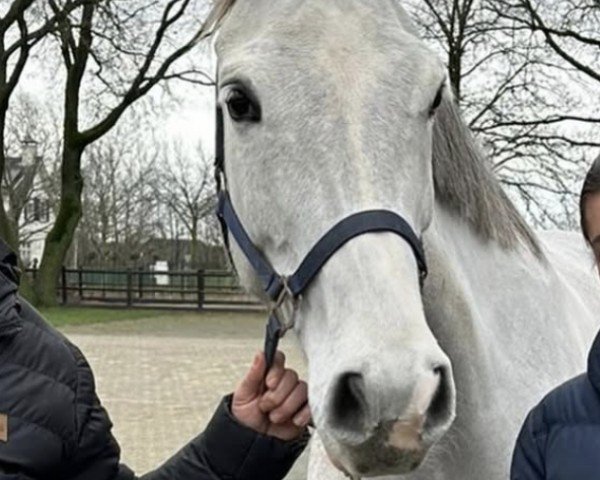 horse Dl Perle D'Or Z (Zangersheide riding horse, 2015, from Dutch Capitol)
