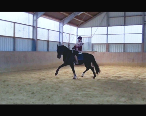 dressage horse Bella Daiquiri (Oldenburg, 2018, from Bob Marley 10)