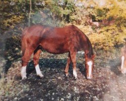 broodmare Floron (Westphalian, 1973, from Frühlingstraum II)