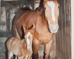 broodmare Waleska (Westphalian, 1988, from Weinberg)