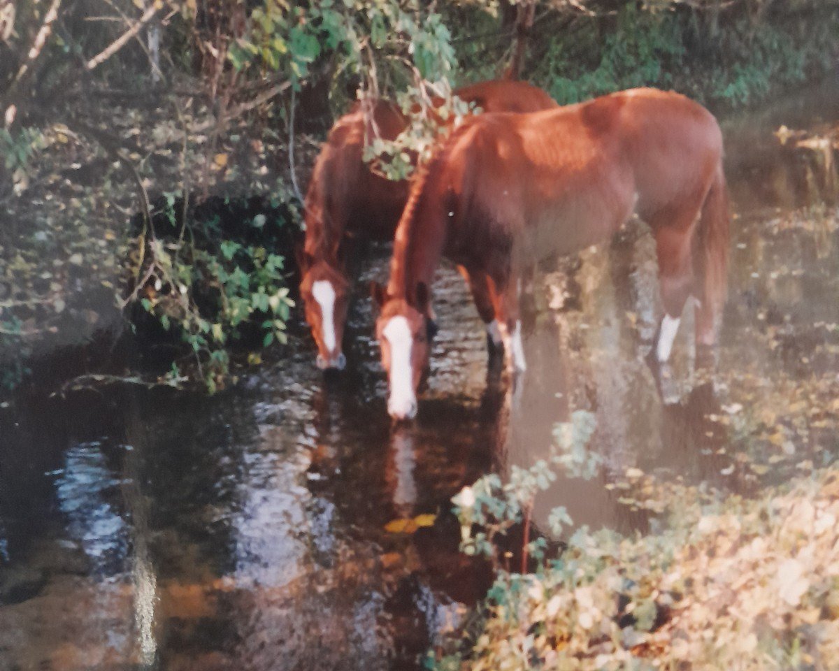 Deckhengst Pluco (Westfale, 1985, von Pilot)