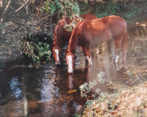 stallion Pluco (Westphalian, 1985, from Pilot)