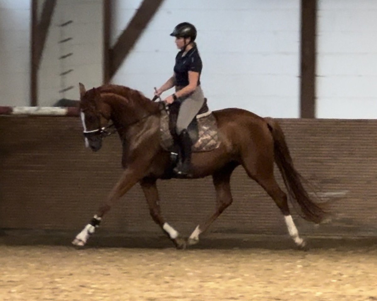 broodmare Dilay S (Oldenburg, 2020, from De Royal)