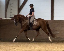 broodmare Dilay S (Oldenburg, 2020, from De Royal)