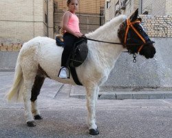 horse Mira (Pinto / Small Riding Horse,  )