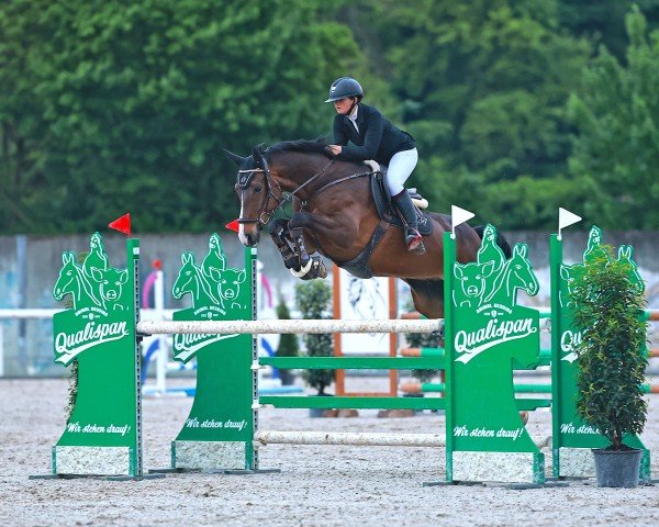Springpferd Caiser P Z (Zangersheide Reitpferd, 2017, von Chaccon Blue)
