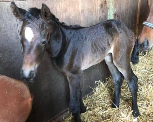 jumper Catielina (Oldenburg show jumper,  , from Alaba 2)