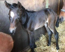 Springpferd Catielina (Oldenburger Springpferd,  , von Alaba 2)