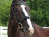 dressage horse Sansibar 132 (Westphalian, 2013, from Sir Heinrich OLD)