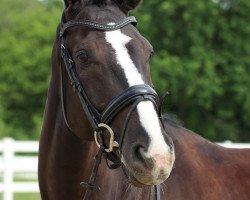 dressage horse Sansibar 132 (Westphalian, 2013, from Sir Heinrich OLD)